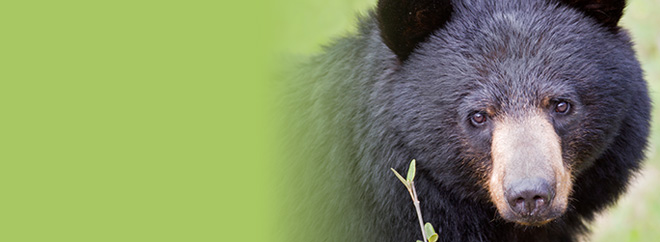 First Nations Supporting Natural Caregivers Course